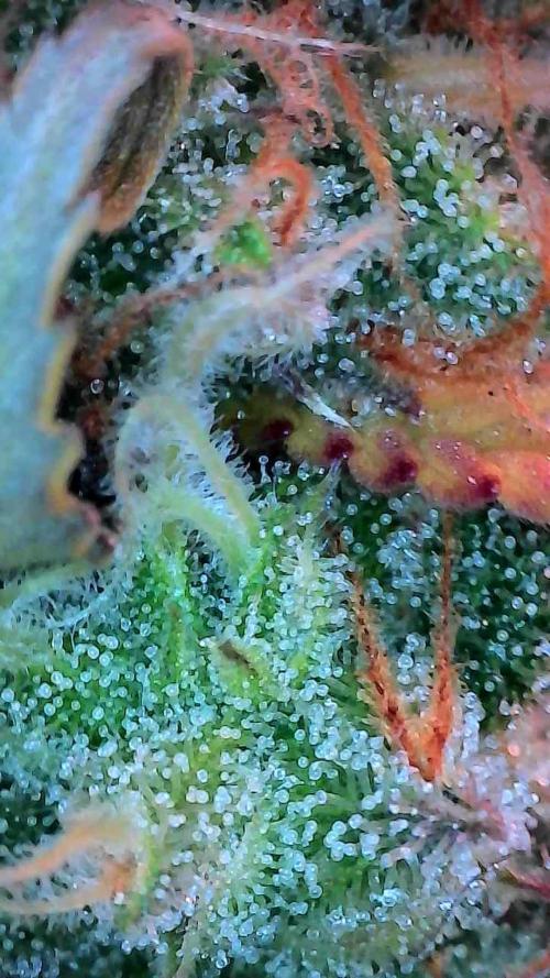 Pomofour le retour. Week 10