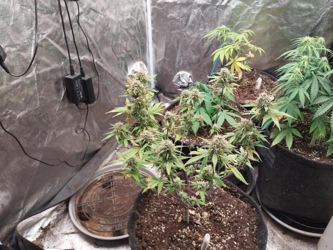 Pomofour le retour. Week 10 - 23/11