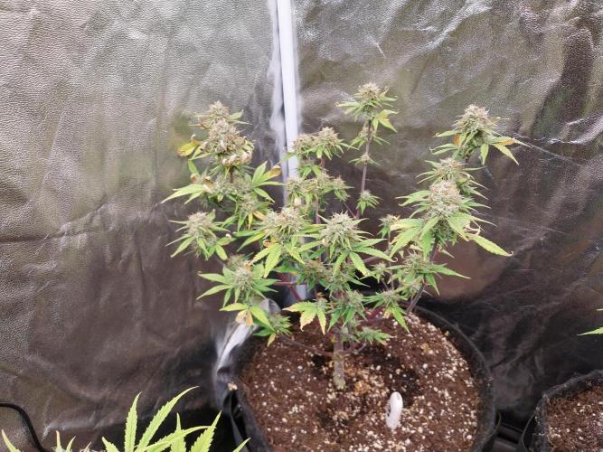 Pomofour le retour. Week 10 - 24/11