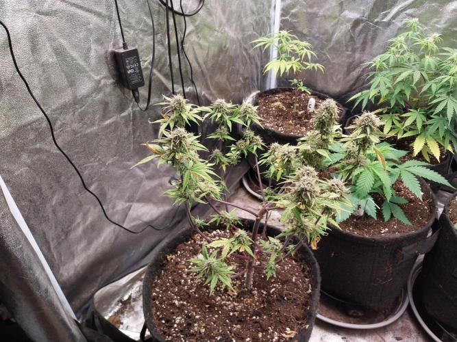 Pomofour le retour. Week 10 - 25/11