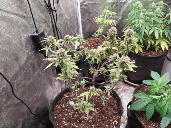 Pomofour le retour. Week 10 - 26/11