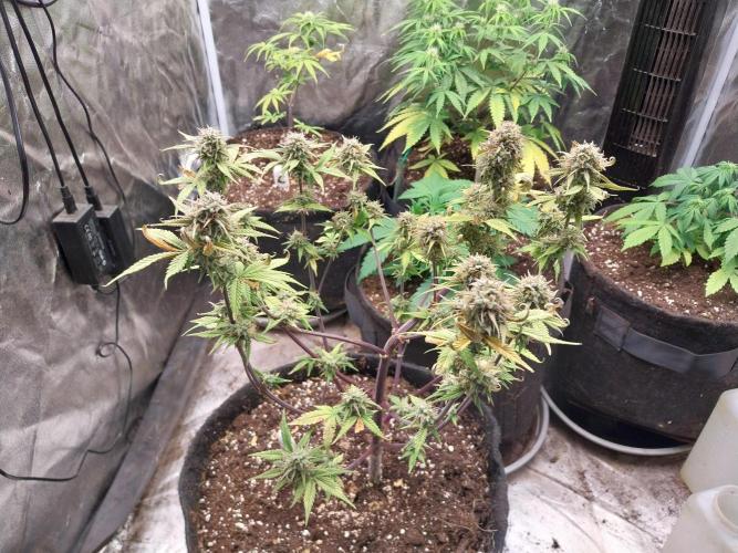 Pomofour le retour. Week 10 - 27/11