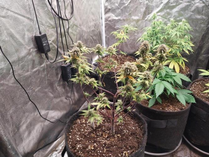 Pomofour le retour. Week 10 - 28/11