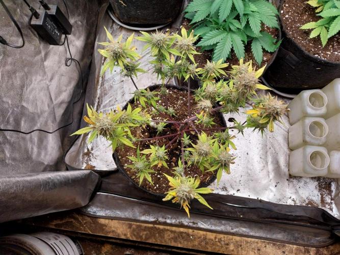 Pomofour le retour. Week 10 - 29/11