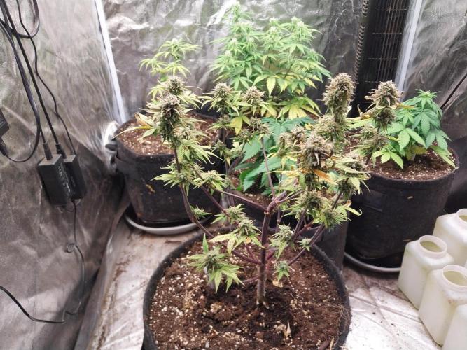 Pomofour le retour. Week 10 - 29/11