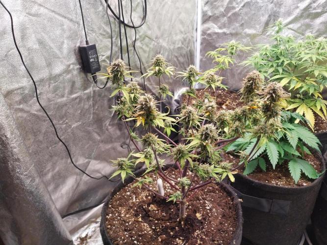 Pomofour le retour. Week 10 - 29/11