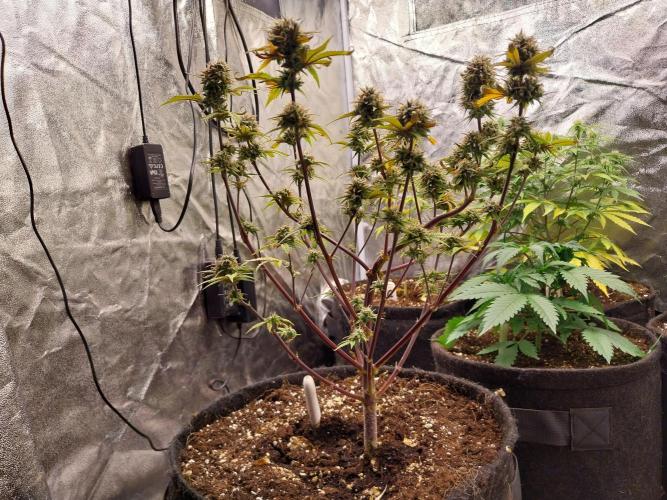 Pomofour le retour. Week 10 - 29/11