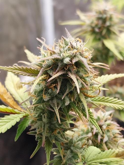 Pomofour le retour. Week 10 - 29/11