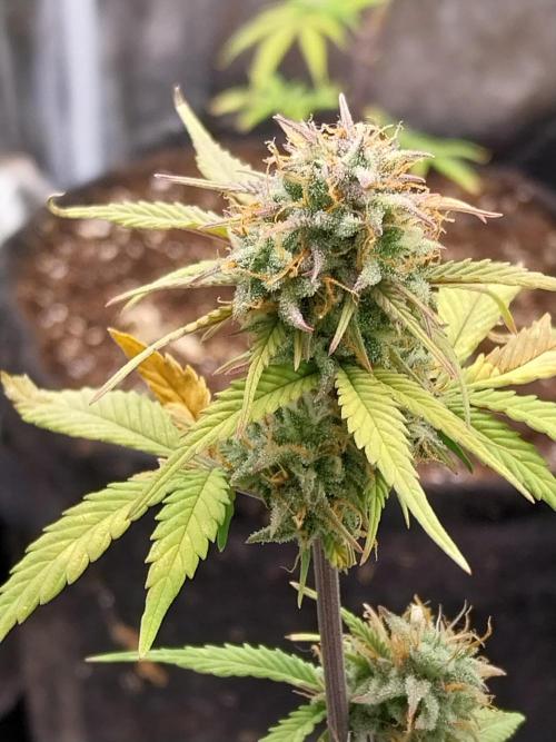 Pomofour le retour. Week 10 - 29/11