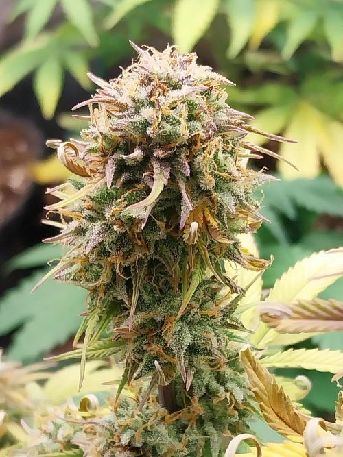 Pomofour le retour. Week 10 - 29/11