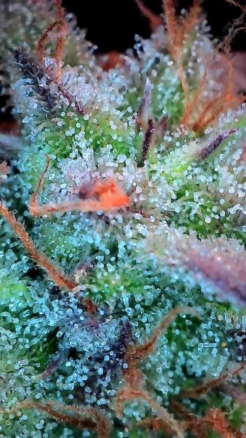 Pomofour le retour. Week 10 - 29/11