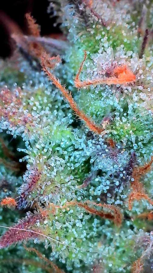 Pomofour le retour. Week 10 - 29/11