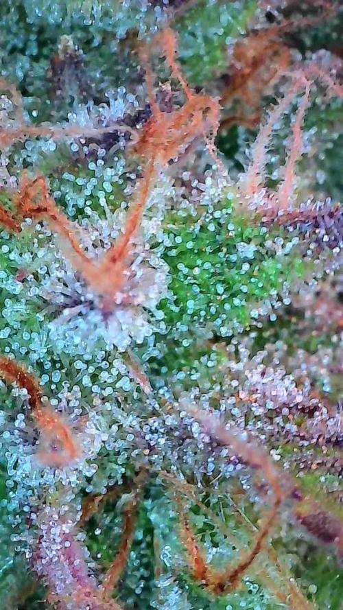 Pomofour le retour. Week 10 - 29/11