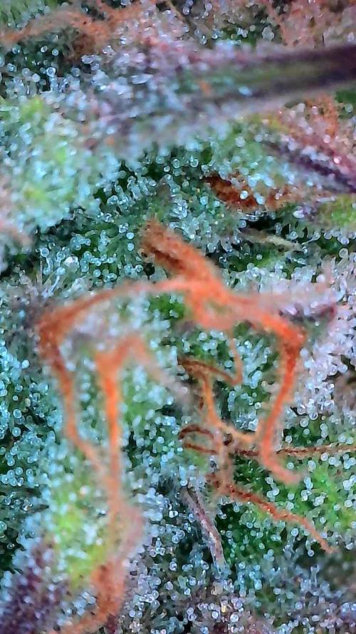 Pomofour le retour. Week 10 - 29/11