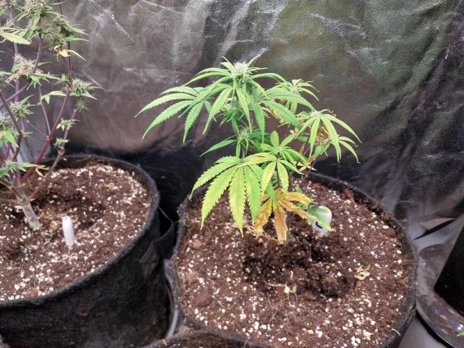 Poudraufou. Week 9 - 24/11