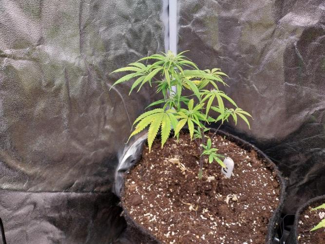 Poudraufou. Week 9 - 25/11