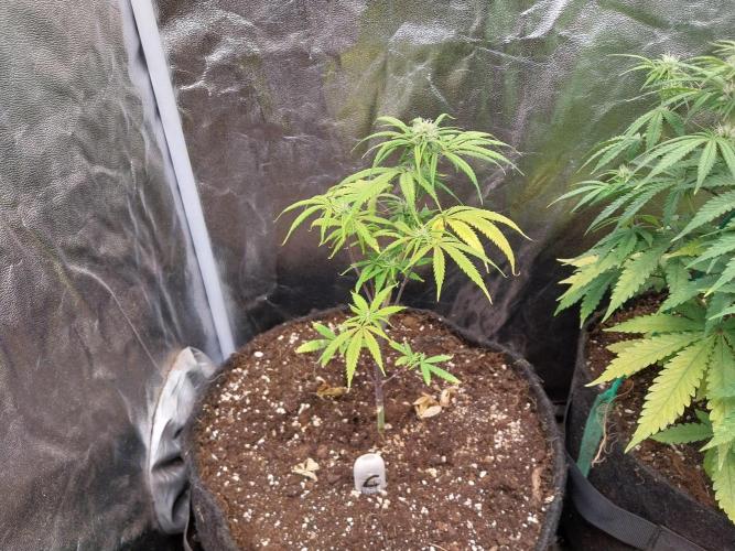 Poudraufou. Week 9 - 26/11