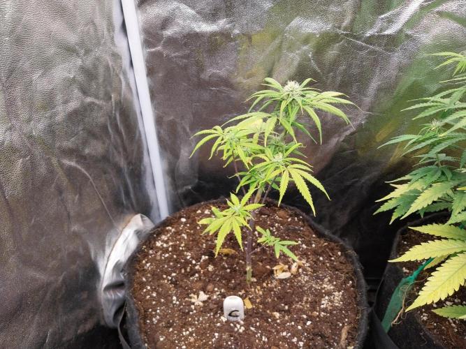 Poudraufou. Week 9 - 27/11