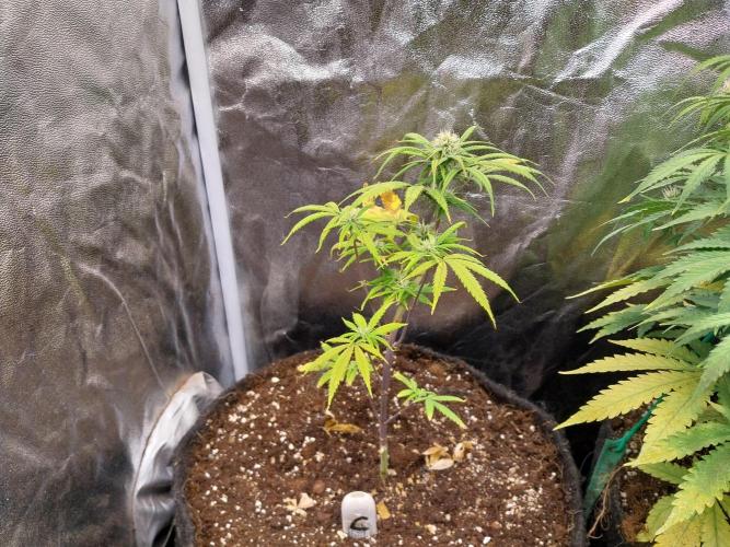 Poudraufou. Week 9 - 28/11