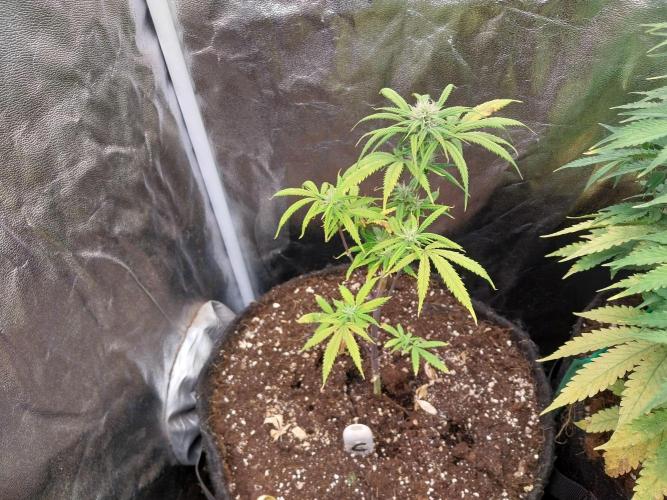 Poudraufou. Week 9 - 29/11