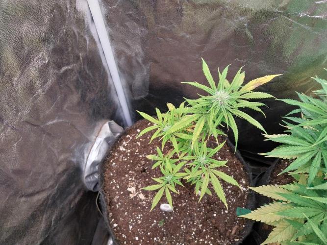 Poudraufou. Week 9 - 30/11