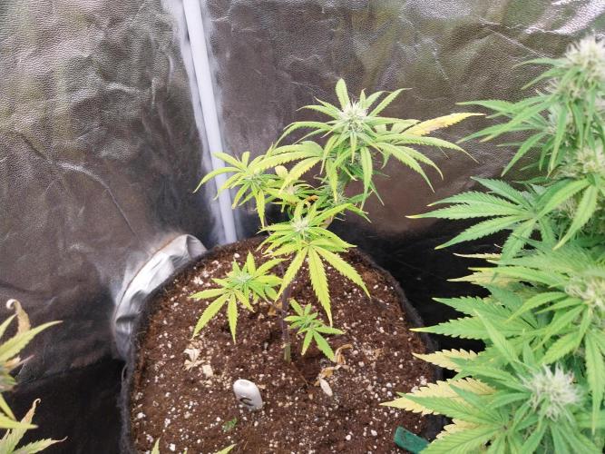 Poudraufou. Week 9 - 30/11