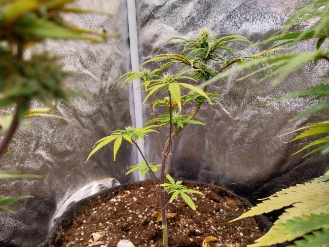 Poudraufou. Week 9 - 30/11