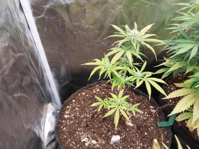 Poudraufou. Week 9 - 30/11