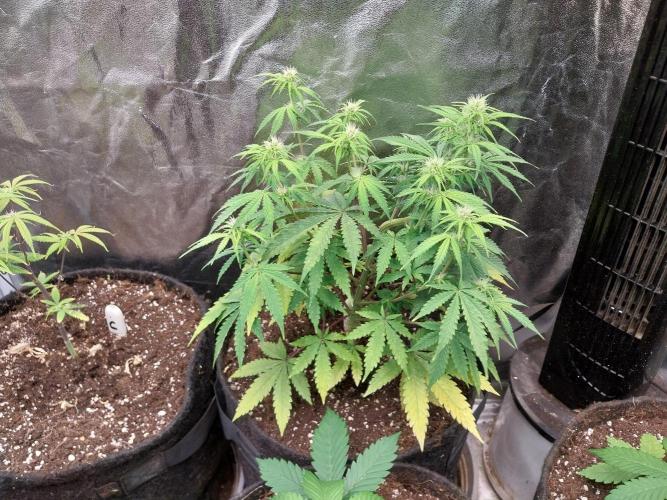 Oeuf-coktail. Week 7 - 25/11