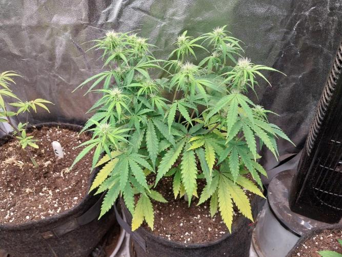 Oeuf-coktail. Week 7 - 26/11