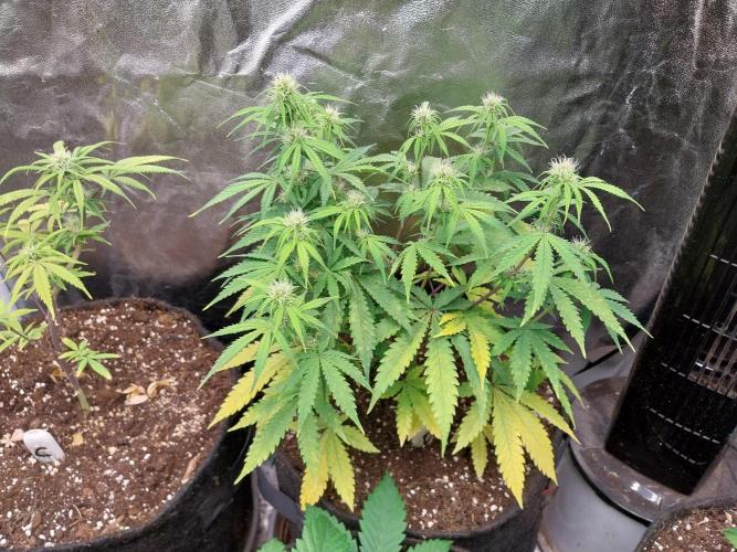 Oeuf-coktail. Week 7 - 27/11