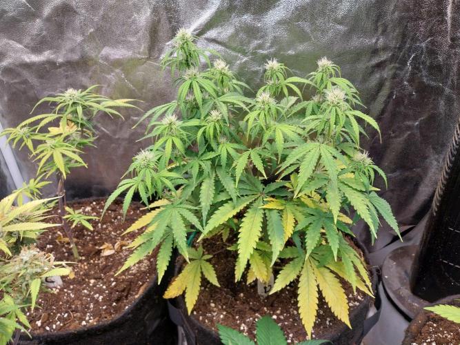 Oeuf-coktail. Week 7 - 28/11