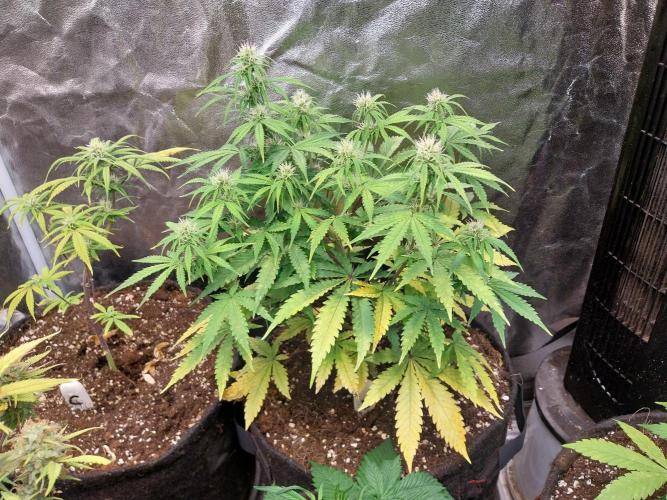 Oeuf-coktail. Week 7 - 29/11