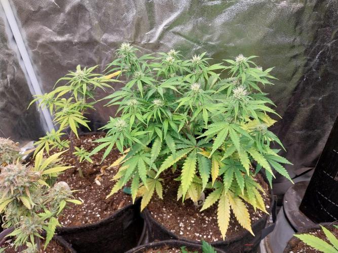 Oeuf-coktail. Week 7 - 30/11