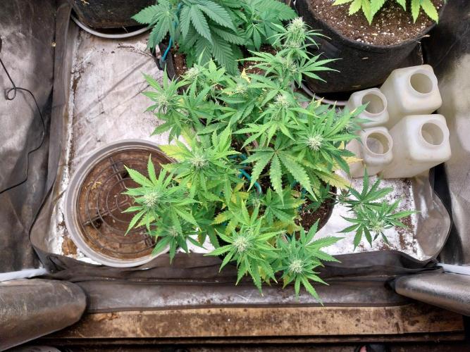 Oeuf-coktail. Week 7 - 01/12