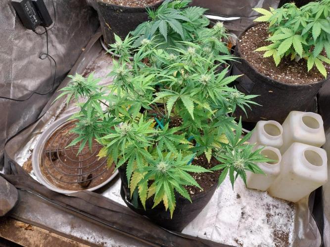 Oeuf-coktail. Week 7 - 01/12