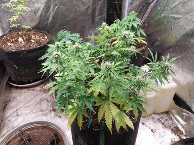 Oeuf-coktail. Week 7 - 01/12