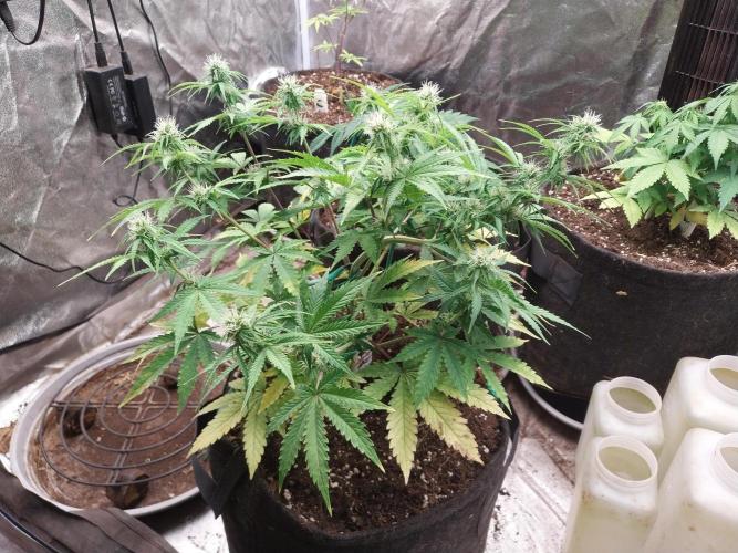 Oeuf-coktail. Week 7 - 01/12