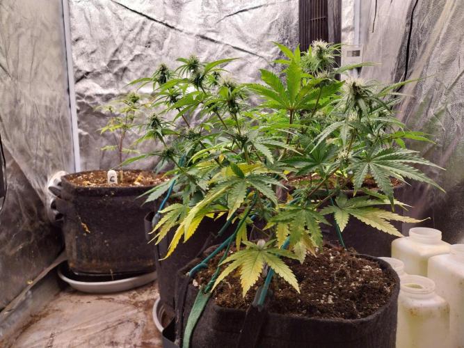 Oeuf-coktail. Week 7 - 01/12