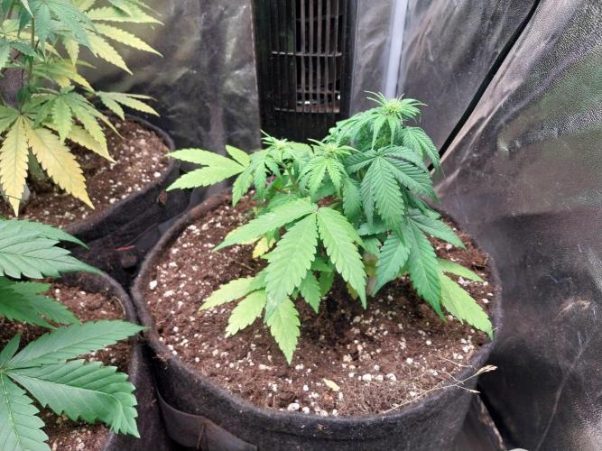 Blanchette. Week 5 - 28/11