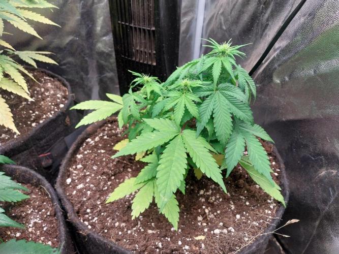 Blanchette. Week 5 - 29/11