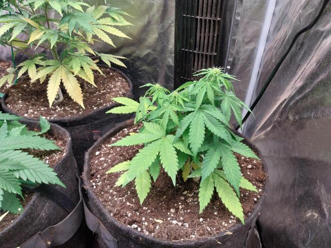 Blanchette. Week 5 - 30/11