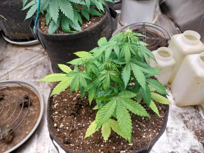 Blanchette. Week 5 - 01/12