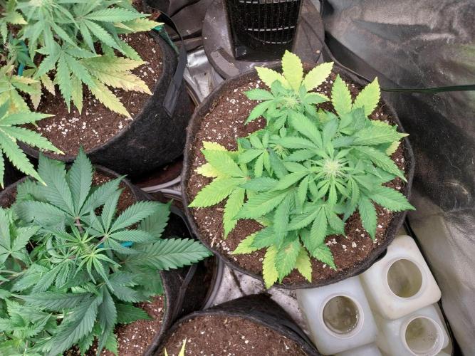 Blanchette. Week 5 - 02/12