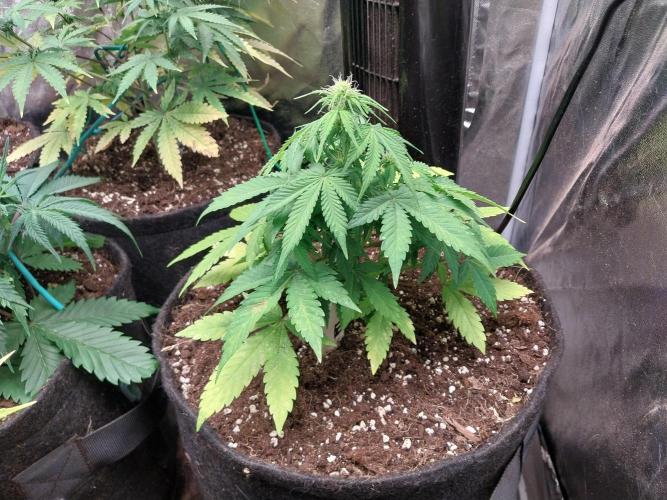 Blanchette. Week 5 - 02/12