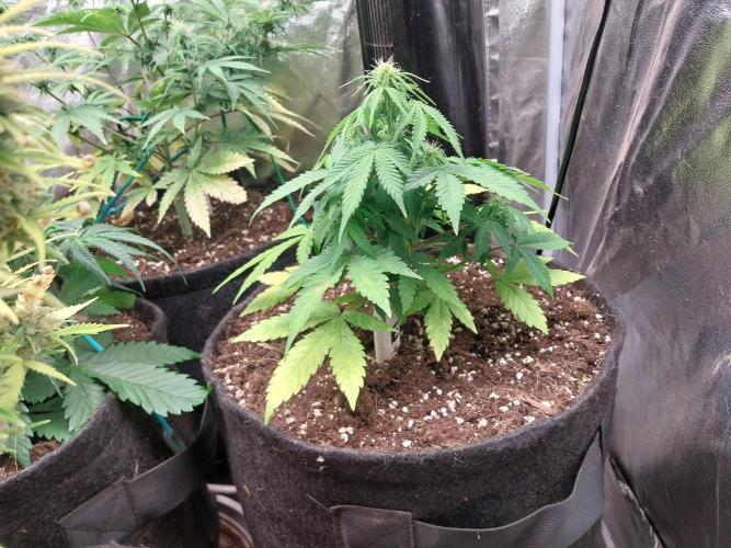 Blanchette. Week 5 - 02/12