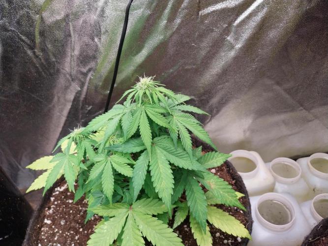 Blanchette. Week 5 - 02/12