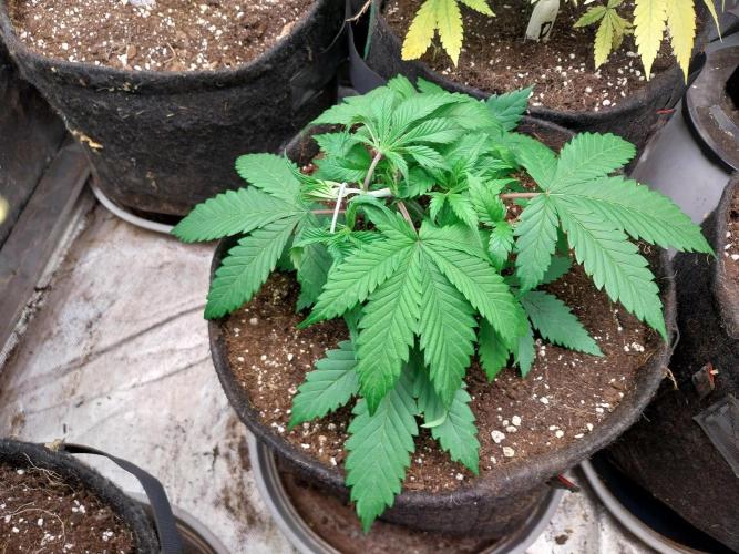 Pierrette de la lune 2. Week 4 - 27/11