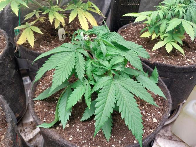 Pierrette de la lune 2. Week 4 - 28/11