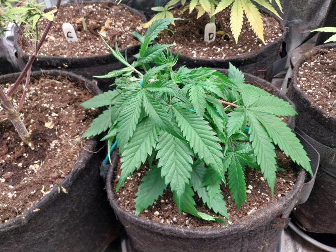 Pierrette de la lune 2. Week 4 - 29/11